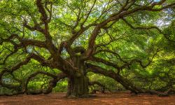 Featured image of post K-D Tree